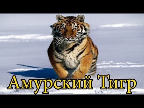 Коротенькое Видео.Амурский Тигр .  Среда обитания Юго Восток России. 