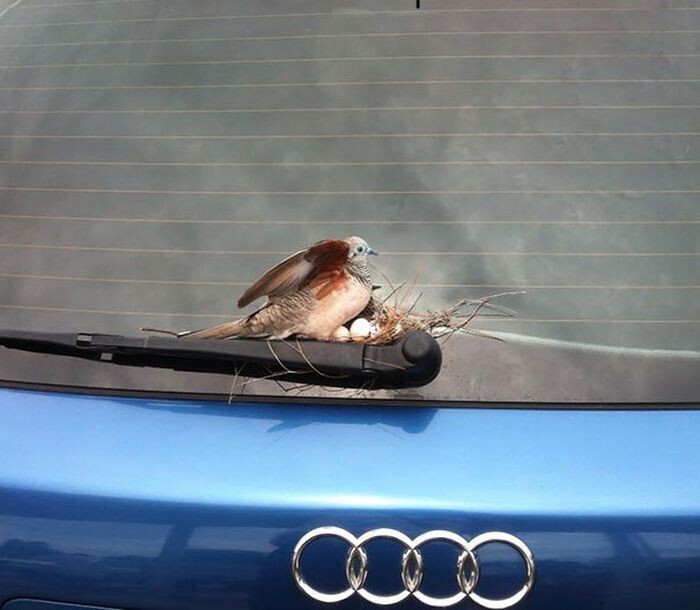 5. Мужчина оставил свой автомобиль на парковке на 6 дней, а когда вернулся, обнаружил на нём птичье гнездо.