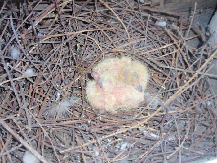 28. Голубиное гнездо за балконной дверью.