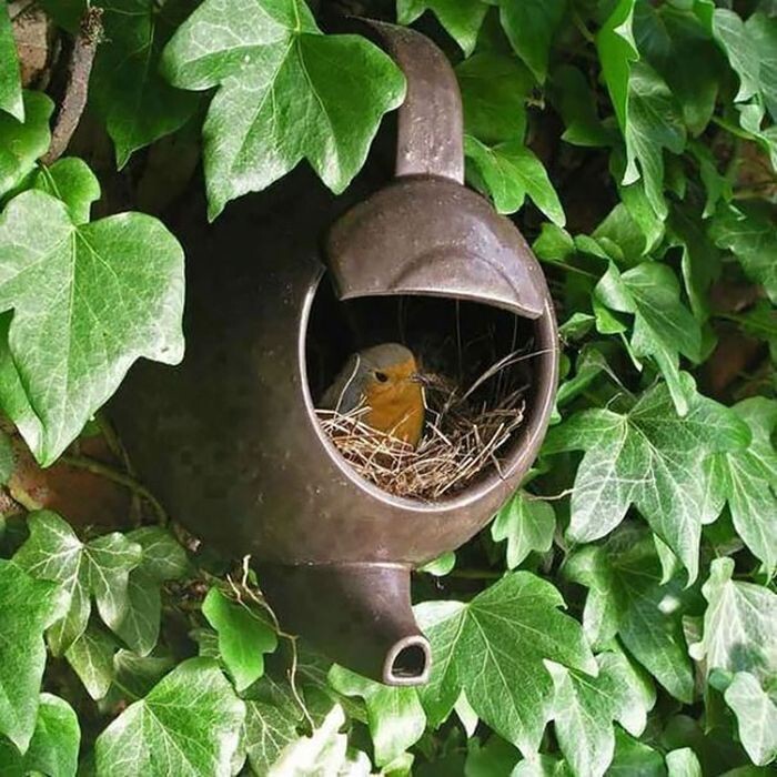 6. Гнездо в старом чайнике.