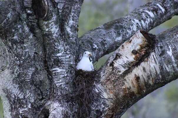 30. Гнездо чайки на дереве.