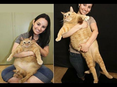 Самый толстый кот в мире! Такая прелесть 
