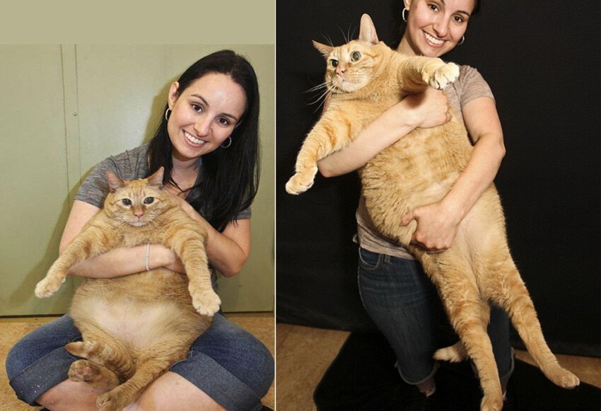 Самый толстый кот в мире! Такая прелесть