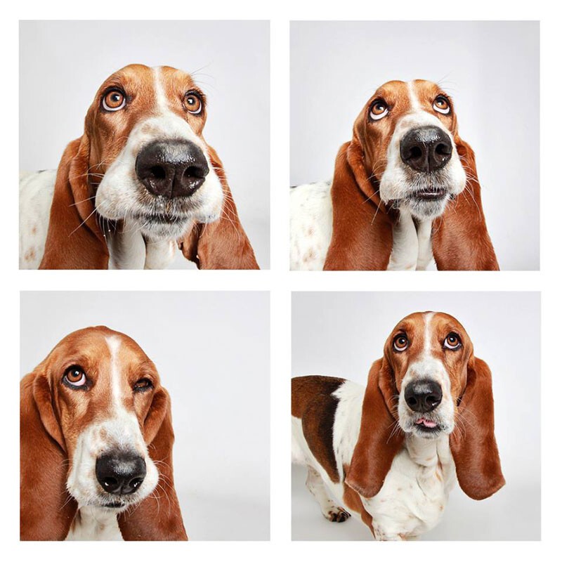 Эмоции собак в фотопроекте Photi Booth