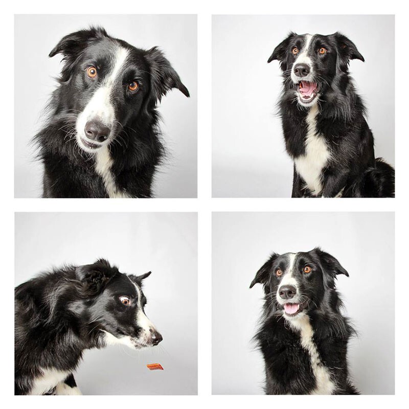 Эмоции собак в фотопроекте Photi Booth