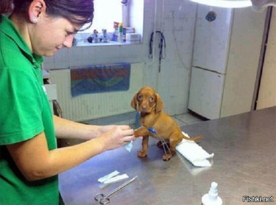 Ветеринарка