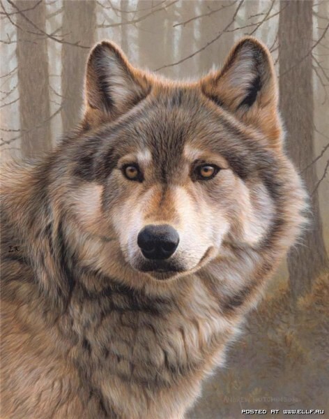 Волки на картинах Эндрю Хатчинсона