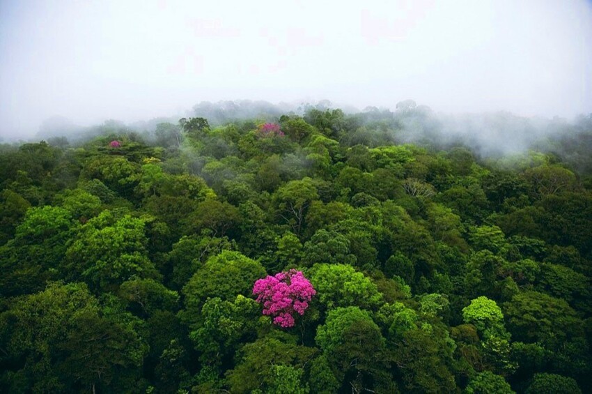 Розовое дерево на горе Кау, Французская Гвиана (4°30′ N, 52°00′ W)