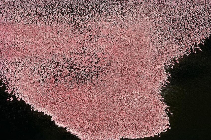 Фламинго на озере Накуру, Кения (0°19’ S, 36°06’ E)