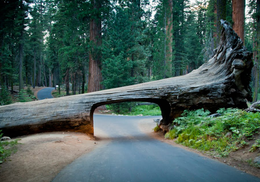 Национальный парк «Секвойя», Калифорния, США