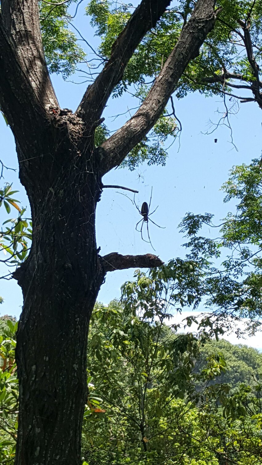 Паук на дереве