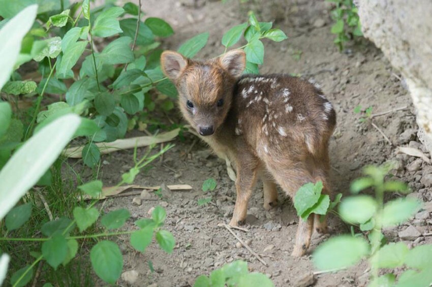 В зоопарке Нью-Йорка родился самый маленький олень пуду