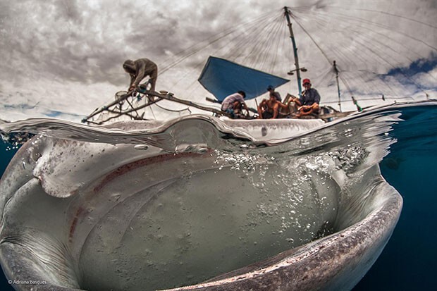 17. Открытая пасть китовой акулы, Индонезия
