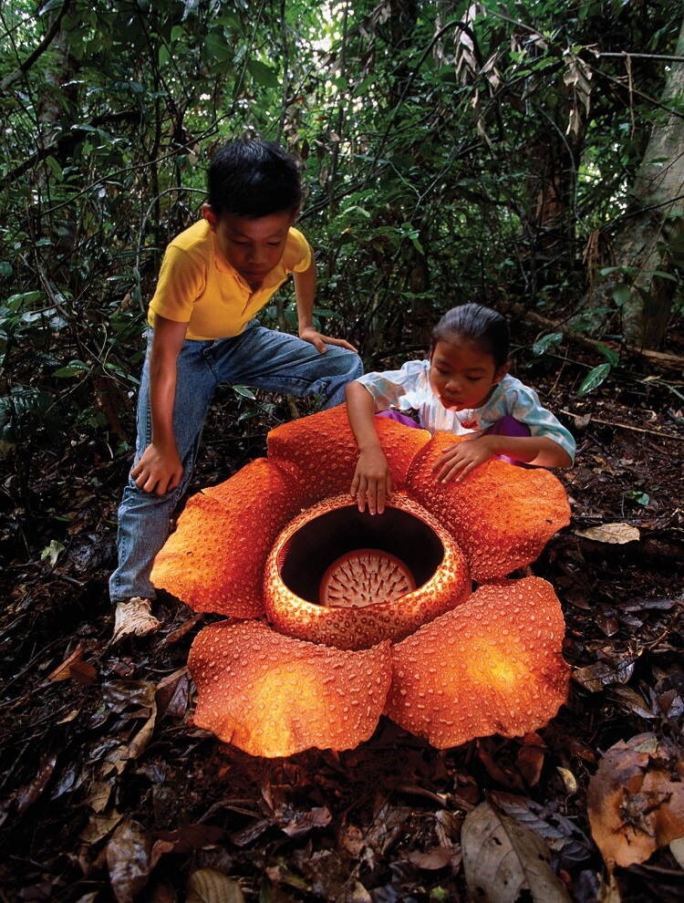 7. Раффлезия Арнольди - самый большой цветок на земле, который пахнет, как гнилое мясо