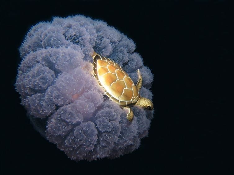 8. Просто черепаха, катающаяся на медузе