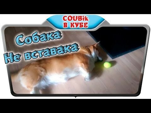 Самая ленивая собака в мире 