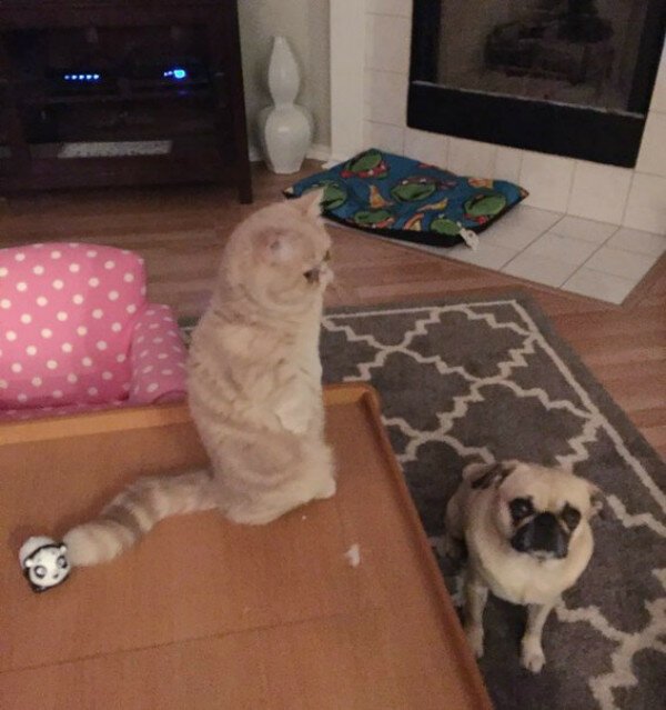 Кот, который предпочитает стоять на двух ногах