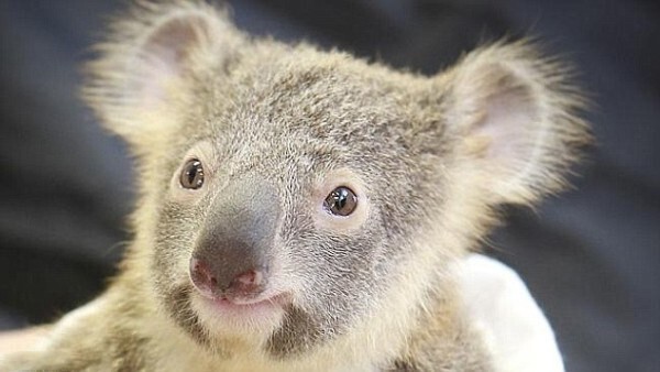 Детеныш коалы обнимал свою маму во время срочной операции