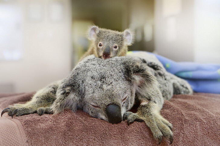 Малыш-коала не отошел от матери во время операции