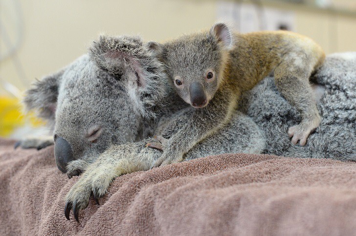 Малыш-коала не отошел от матери во время операции