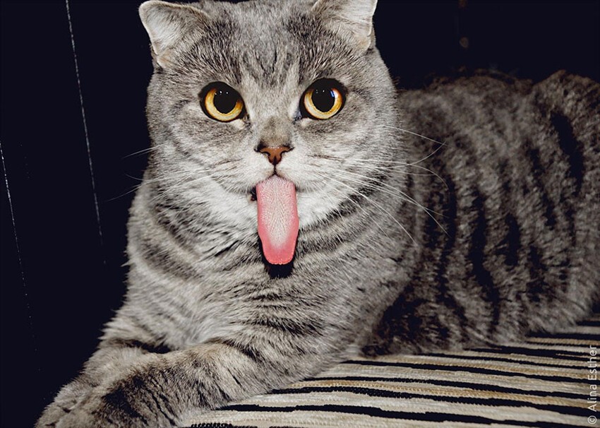 Кошка Мелисса, которая любит высовывать язык 