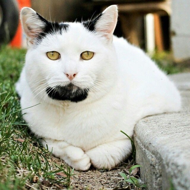 Кот, который очень похож на Уолтера Уайта из сериала "Во все тяжкие"