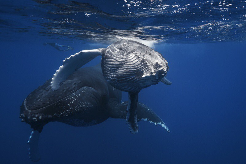 Удивительные подводные фотографии китов
