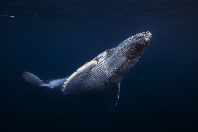 Удивительные подводные фотографии китов