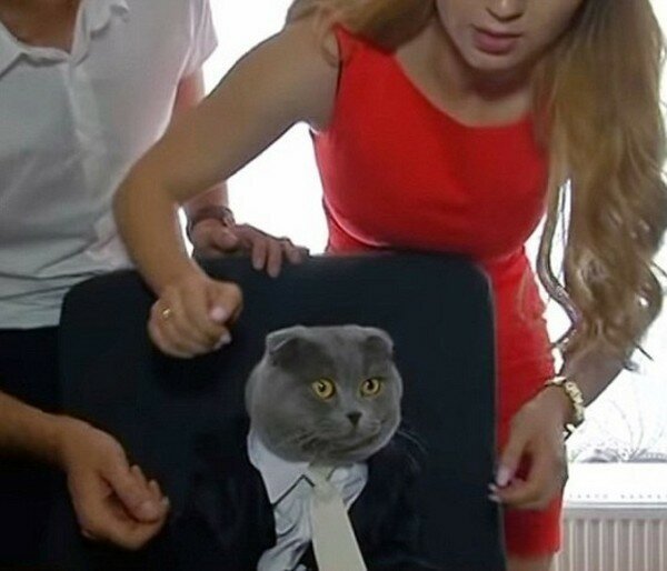 В румынской компании назначили кота на пост директора   