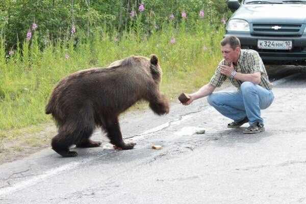 Встреча с медведем