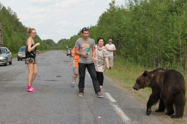 Встреча с медведем