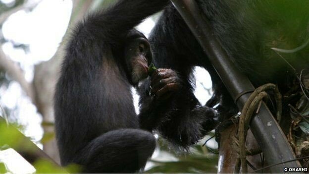 Ученые нашли в Гвинее обезьян-алкоголиков