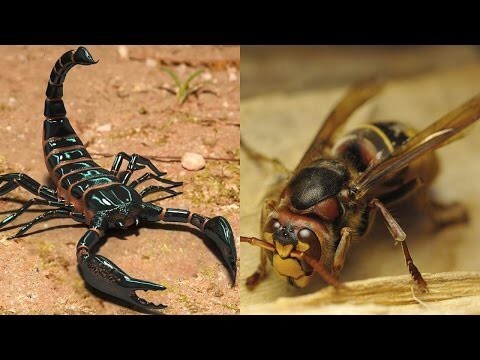 Эпичная битва шершень против скорпиона, кто победит? 