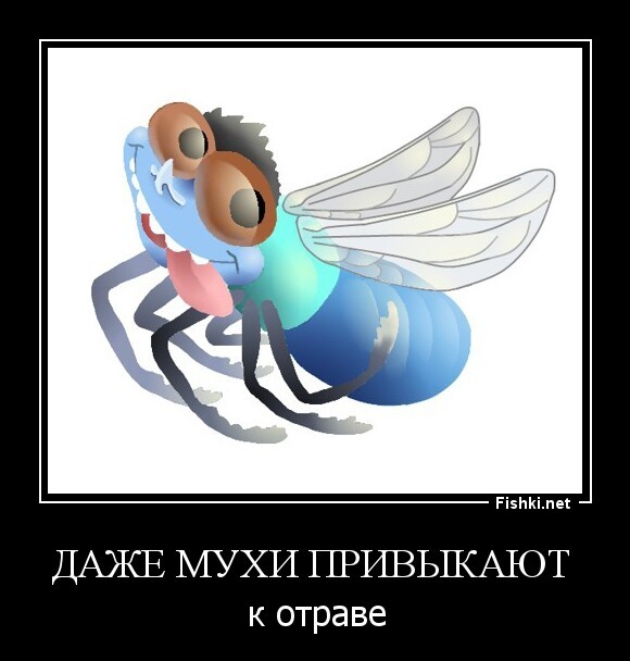 даже мухи привыкают 