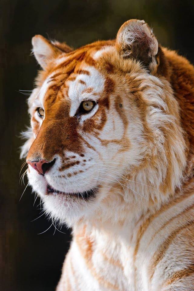  Самый редкий золотой тигр