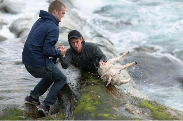 1. Эрик и Торвалд, двое друзей из Норвегии, спасают тонущего ягненка.