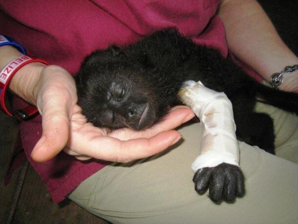 11. Раненый детеныш обезьяны находится в заботливых руках ветеринара из Белиза.