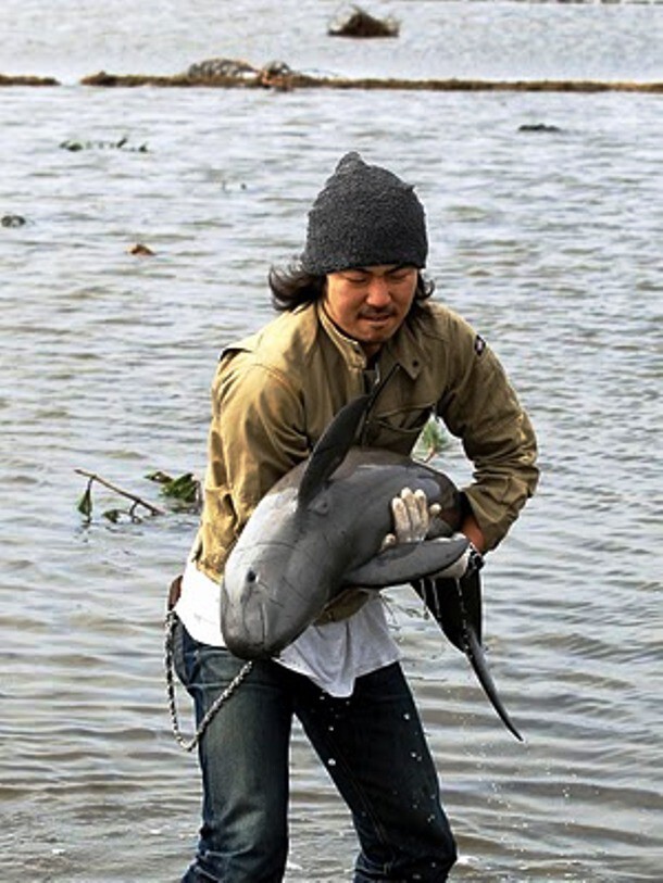 17. Рио Тайра спасает морскую свинью, пострадавшую от цунами в Сендае, Япония.