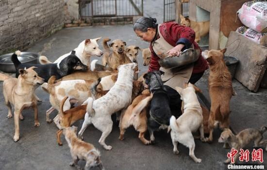 22. Женщина кормит бродячих собак. Китай.