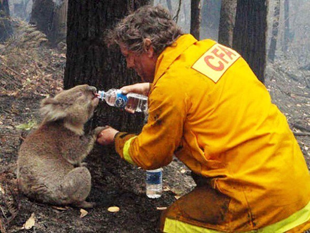 3. Пожарный дает воду коале, пострадавшей от лесного пожара в Австралии.