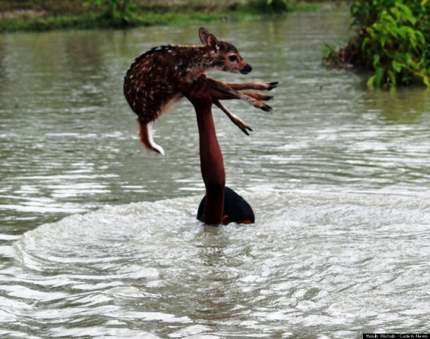 7. Храбрый мальчик спасает олененка в разлившейся реке в Бангладеш.