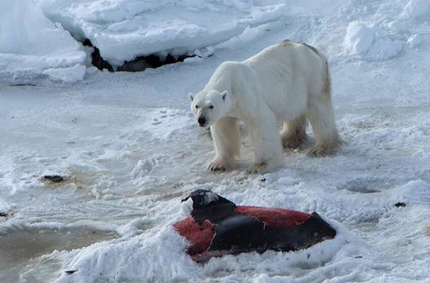 Последствия изменения климата: белые медведи стали поедать дельфинов