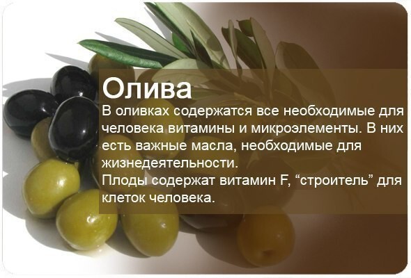 Энциклопедия фруктов