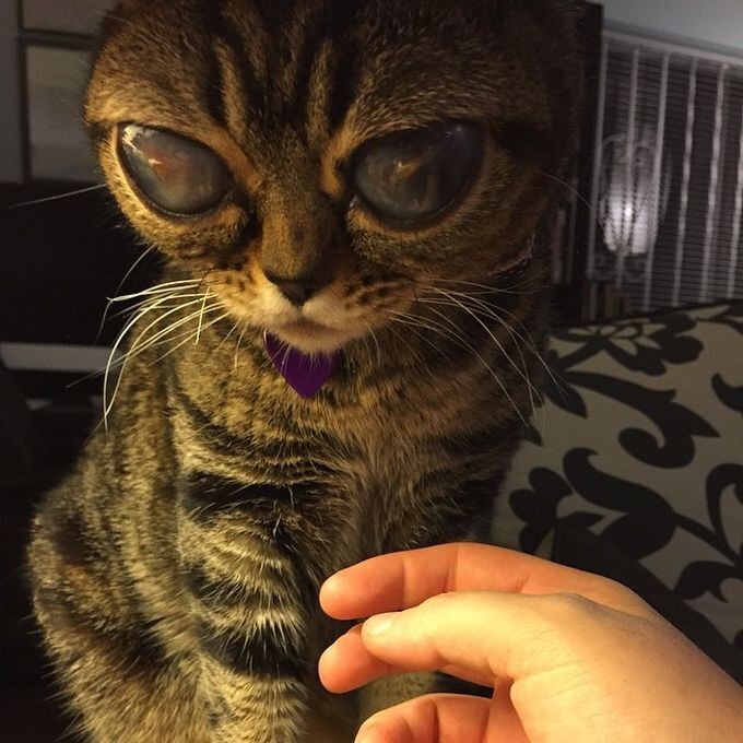 В Британии живет кошка-инопланетянка