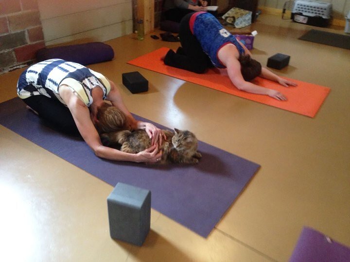 Йога-центр позволяет кошкам из приюта присутствовать на занятиях