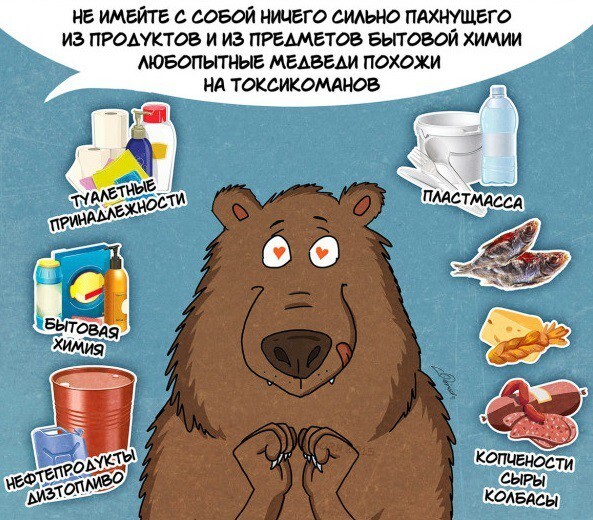 10 фактов, которые вам нужно знать о медведях