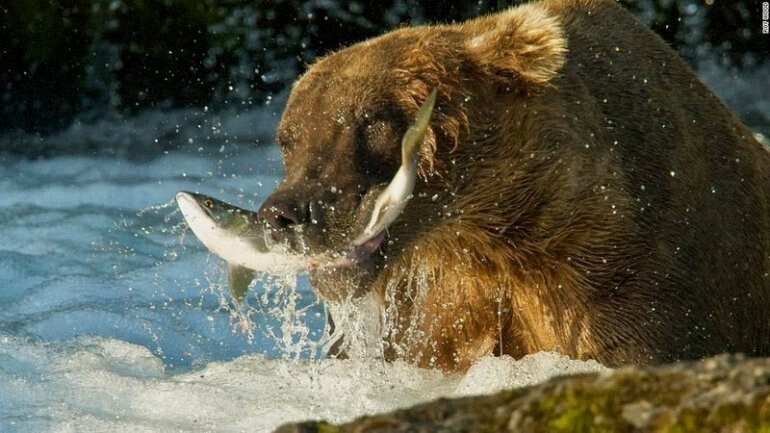 Медведи охотятся