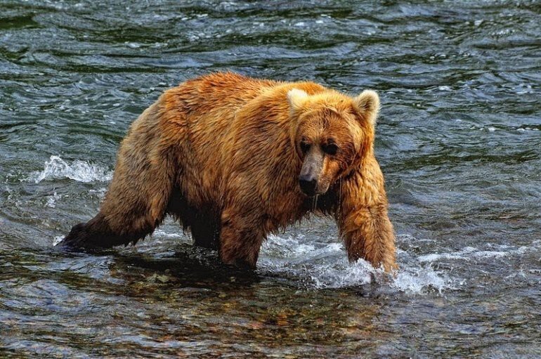Медведи охотятся