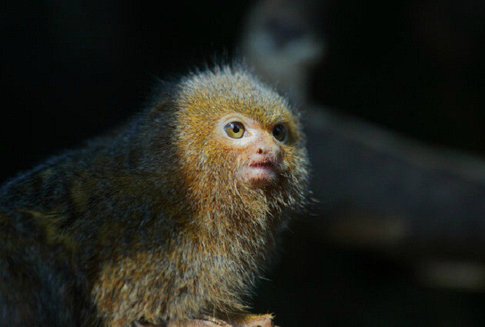 Cebuella pygmaea: самая маленькая и странная обезьянка в мире