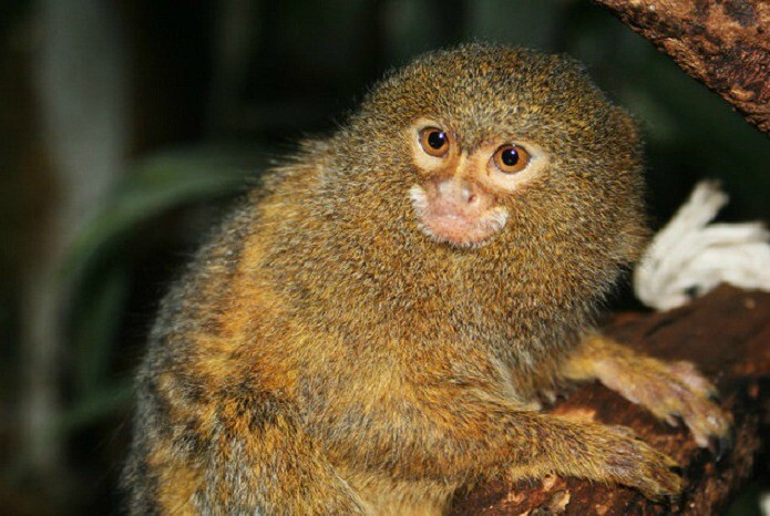 Cebuella pygmaea: самая маленькая и странная обезьянка в мире